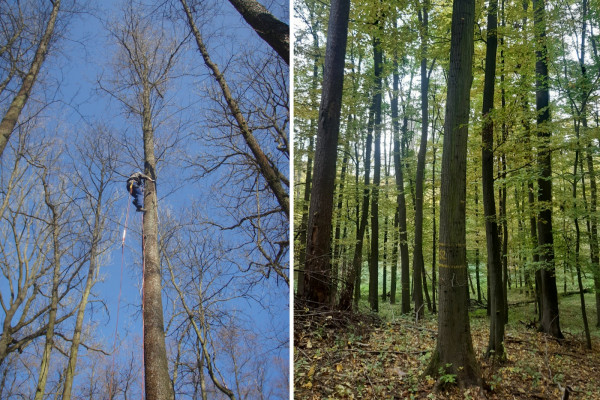 Vlevo: olše lepkavá, Litovel, sběr roubů z uznaného jedince; vpravo: lípa srdčitá, Buchlovice, rovný kmen, vysoko nasazená malá koruna, uznaný jedinec. foto: V. Buriánek